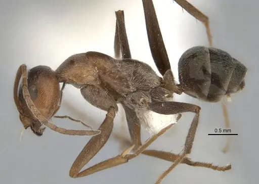 Melophorus curtus specimen ANIC32-900019-1 image anic32-900019-1_3