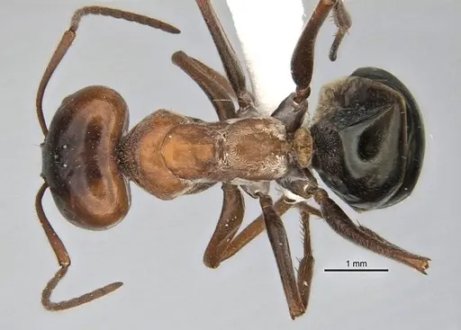 Melophorus curtus specimen ANIC32-900019-2 image anic32-900019-2_1