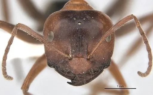Melophorus curtus specimen ANIC32-900019-2 image anic32-900019-2_2
