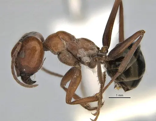 Melophorus curtus specimen ANIC32-900019-2 image anic32-900019-2_3