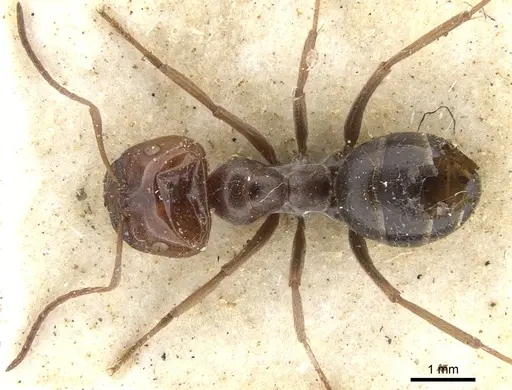 Melophorus curtus specimen CASENT0903264 image casent0903264_1