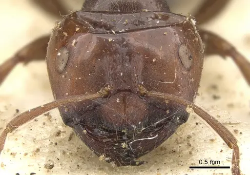 Melophorus curtus specimen CASENT0903264 image casent0903264_2