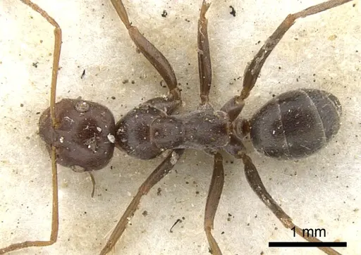 Melophorus curtus specimen CASENT0903265 image casent0903265_1