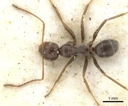 Melophorus curtus specimen CASENT0903265 image casent0903265_2