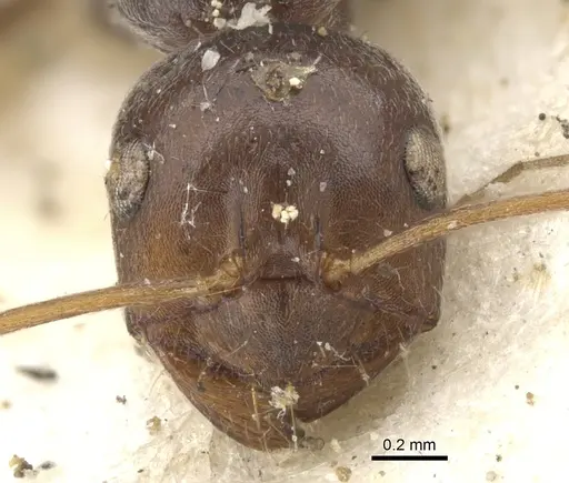 Melophorus curtus specimen CASENT0903265 image casent0903265_3