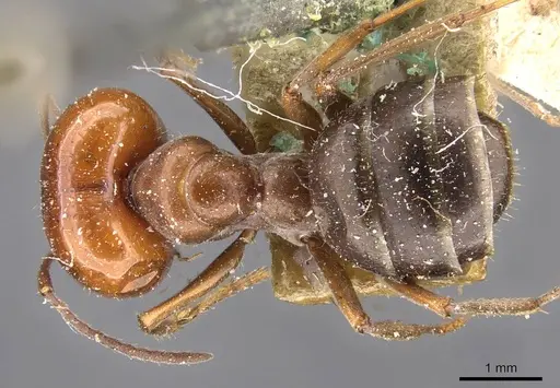 Melophorus curtus specimen CASENT0909810 image casent0909810_1