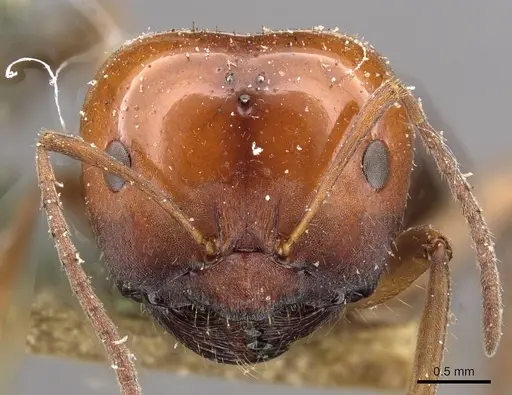 Melophorus curtus specimen CASENT0909810 image casent0909810_2