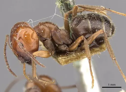 Melophorus curtus specimen CASENT0909810 image casent0909810_3