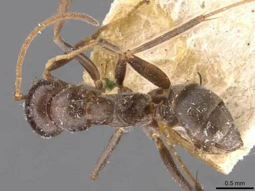 Melophorus curtus specimen CASENT0909811 image casent0909811_1