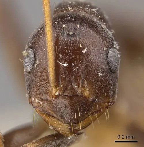 Melophorus curtus specimen CASENT0909811 image casent0909811_2