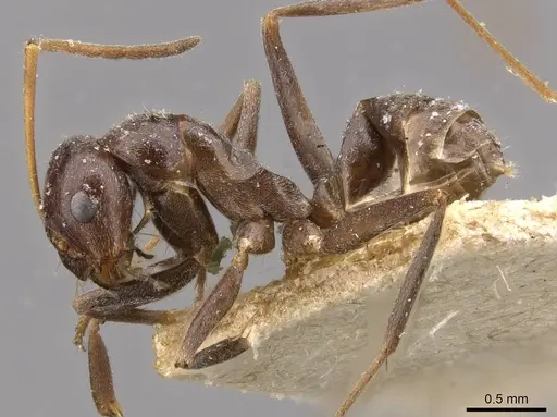 Melophorus curtus specimen CASENT0909811 image casent0909811_3