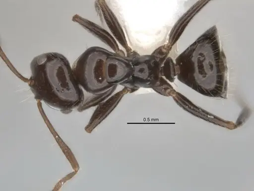 Melophorus dicyrtos specimen ANIC32-900177-1 image anic32-900177-1_1