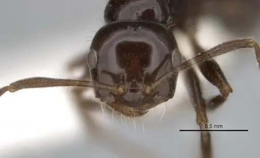 Melophorus dicyrtos specimen ANIC32-900177-1 image anic32-900177-1_2