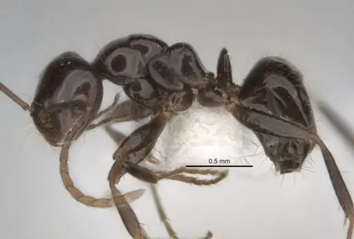 Melophorus dicyrtos specimen ANIC32-900177-1 image anic32-900177-1_3