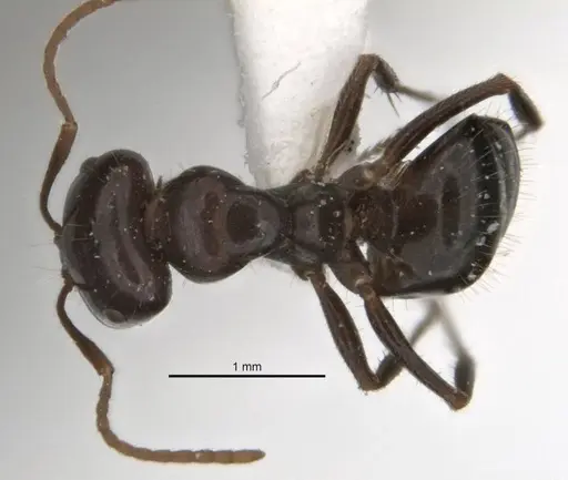 Melophorus dicyrtos specimen ANIC32-900177-2 image anic32-900177-2_1