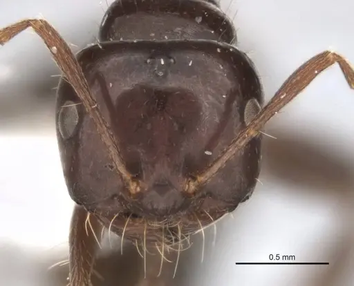 Melophorus dicyrtos specimen ANIC32-900177-2 image anic32-900177-2_2