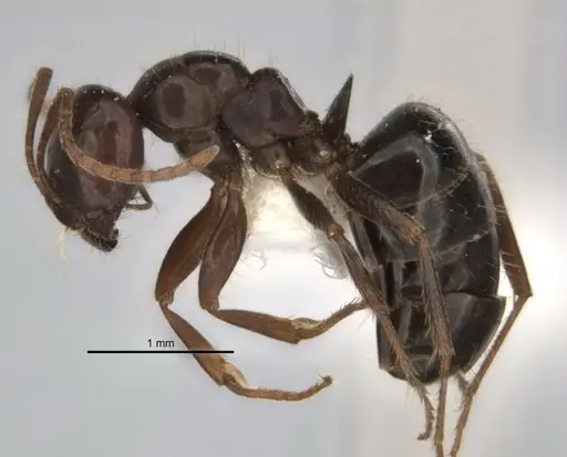 Melophorus dicyrtos specimen ANIC32-900177-2 image anic32-900177-2_3