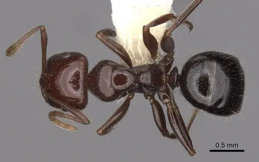Melophorus dicyrtos specimen CASENT0280487 image casent0280487_1