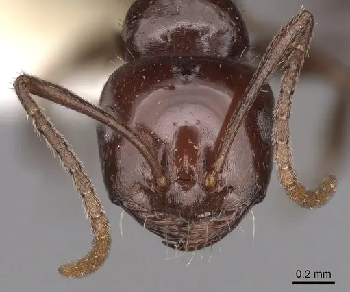 Melophorus dicyrtos specimen CASENT0280487 image casent0280487_2
