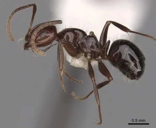 Melophorus dicyrtos specimen CASENT0280487 image casent0280487_3
