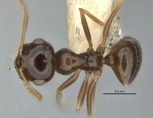 Melophorus diversus specimen ANIC32-900186-1 image anic32-900186-1_1