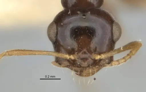 Melophorus diversus specimen ANIC32-900186-1 image anic32-900186-1_2