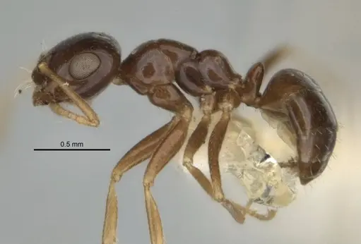 Melophorus diversus specimen ANIC32-900186-1 image anic32-900186-1_3