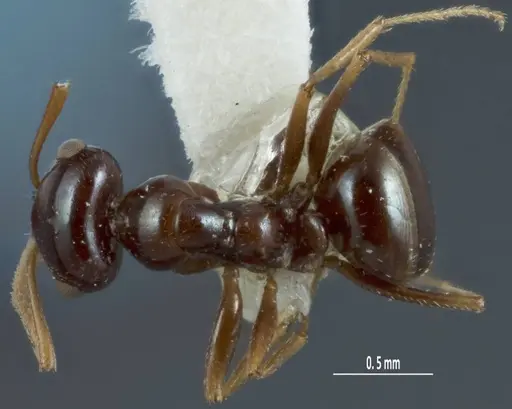 Melophorus diversus specimen ANIC32-900186-2 image anic32-900186-2_1