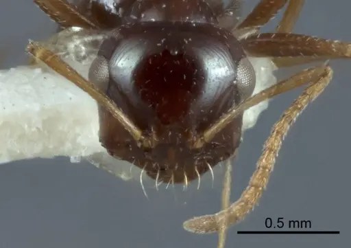 Melophorus diversus specimen ANIC32-900186-2 image anic32-900186-2_2