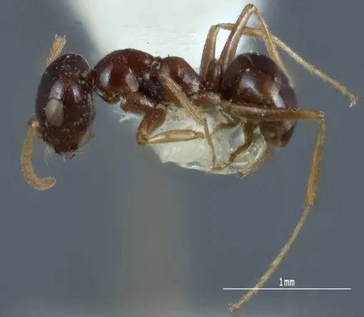 Melophorus diversus specimen ANIC32-900186-2 image anic32-900186-2_3