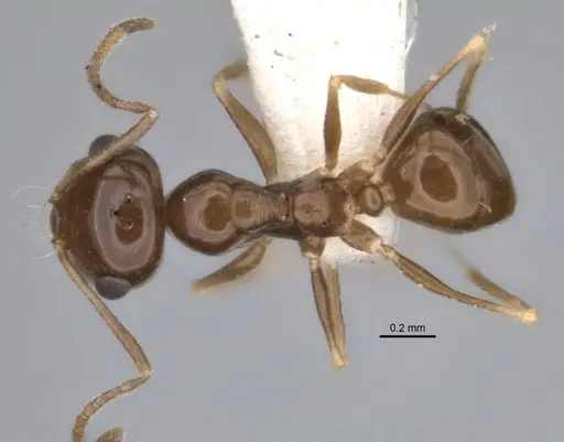 Melophorus eumorphus specimen ANIC32-900173 image anic32-900173_1