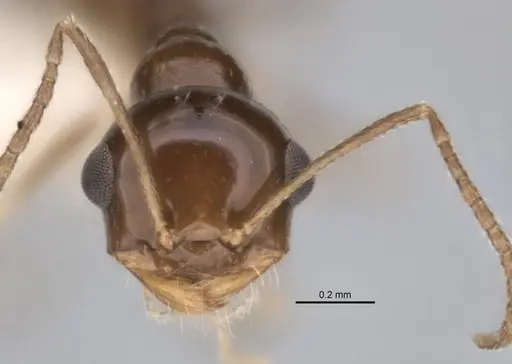 Melophorus eumorphus specimen ANIC32-900173 image anic32-900173_2