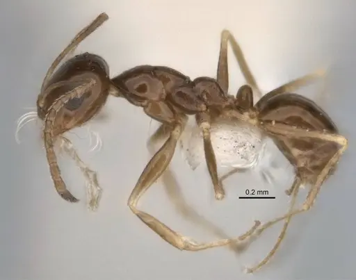 Melophorus eumorphus specimen ANIC32-900173 image anic32-900173_3