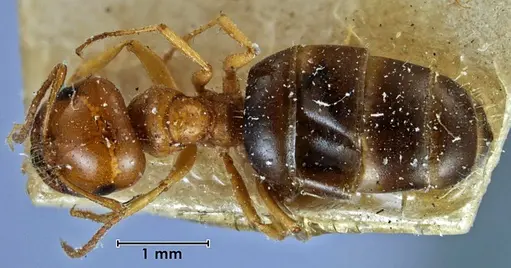 Melophorus fieldi specimen ANTWEB1038566 image antweb1038566_1