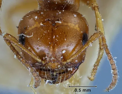 Melophorus fieldi specimen ANTWEB1038566 image antweb1038566_2