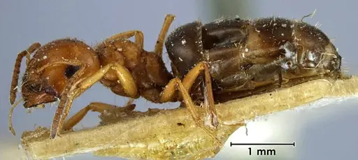 Melophorus fieldi specimen ANTWEB1038566 image antweb1038566_3