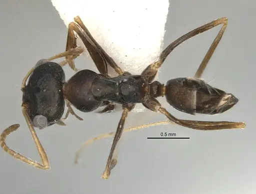 Melophorus fieldi specimen JDM32-001489 image jdm32-001489_1