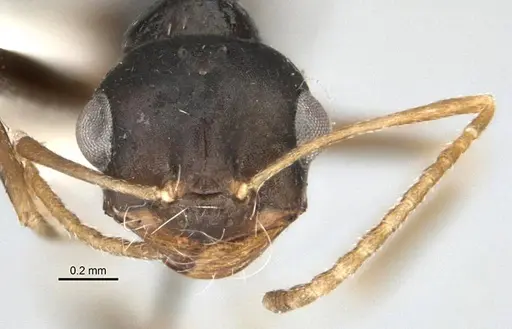 Melophorus fieldi specimen JDM32-001489 image jdm32-001489_2