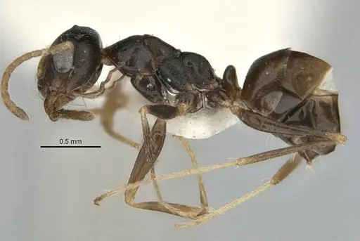 Melophorus fieldi specimen JDM32-001489 image jdm32-001489_3