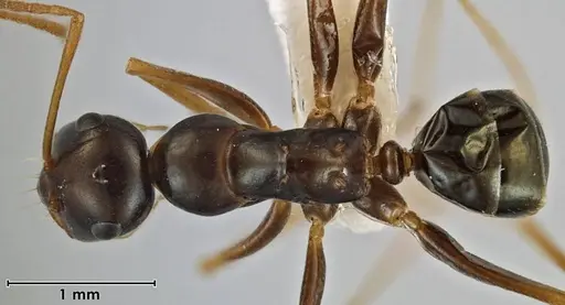 Melophorus fulgidus specimen ANIC32-066609-1 image anic32-066609-1_1