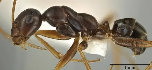 Melophorus fulgidus specimen ANIC32-066609-1 image anic32-066609-1_3