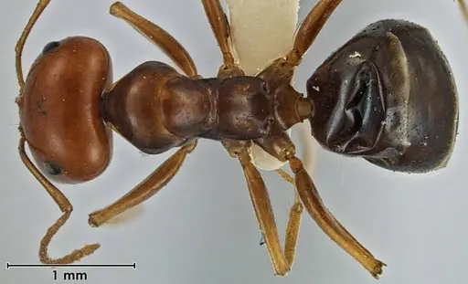 Melophorus fulgidus specimen ANIC32-066609-2 image anic32-066609-2_1