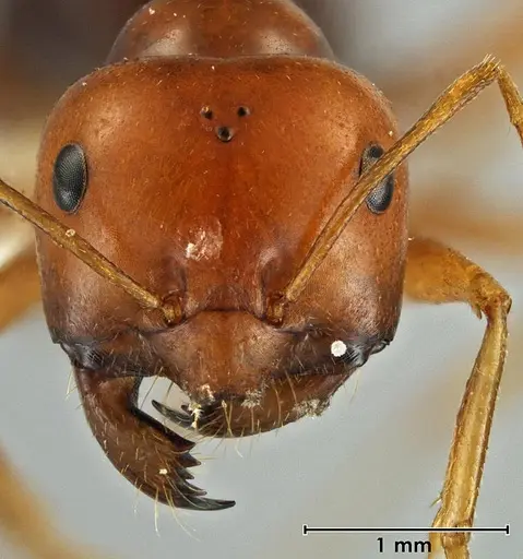 Melophorus fulgidus specimen ANIC32-066609-2 image anic32-066609-2_2
