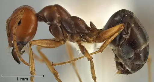 Melophorus fulgidus specimen ANIC32-066609-2 image anic32-066609-2_3