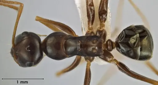 Melophorus fulgidus specimen ANIC32-066609 image anic32-066609_1