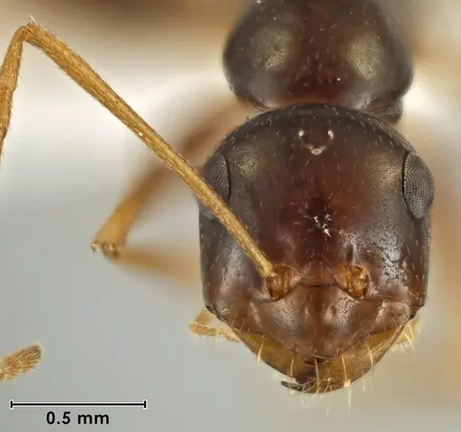 Melophorus fulgidus specimen ANIC32-066609 image anic32-066609_2