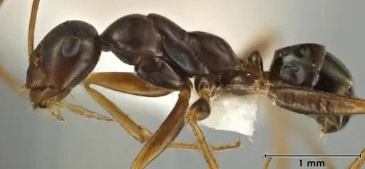 Melophorus fulgidus specimen ANIC32-066609 image anic32-066609_3