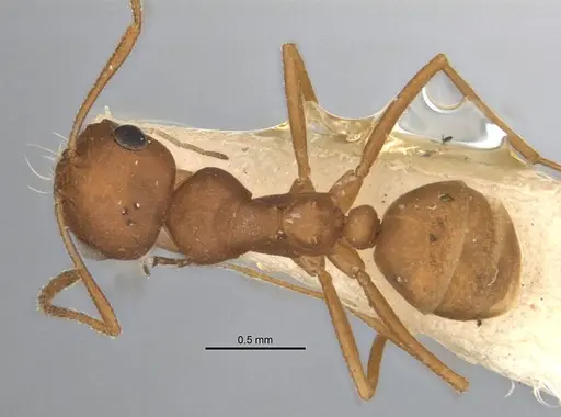 Melophorus fulvidus specimen ANIC32-900119-1 image anic32-900119-1_1