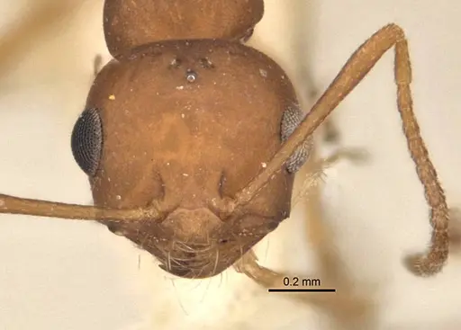 Melophorus fulvidus specimen ANIC32-900119-1 image anic32-900119-1_2
