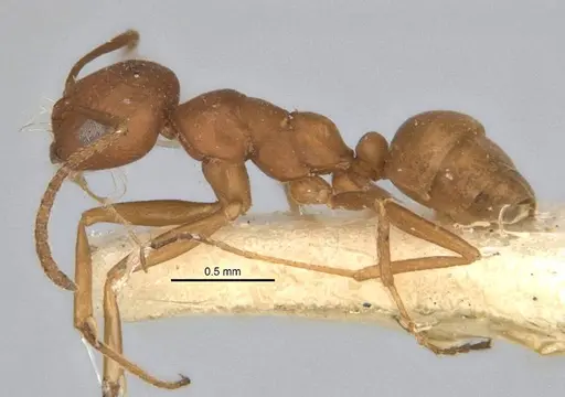 Melophorus fulvidus specimen ANIC32-900119-1 image anic32-900119-1_3